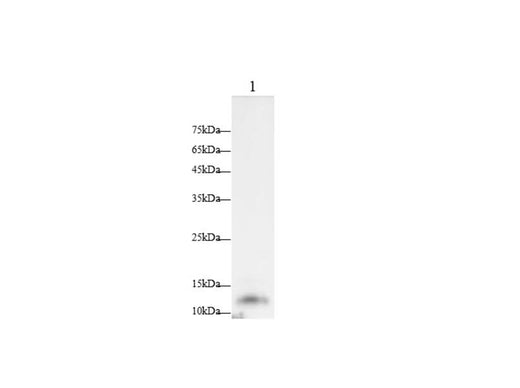 Anti-Mouse POMC Antibody - ABMIUM