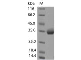 > 90 % as determined by reducing SDS-PAGE.