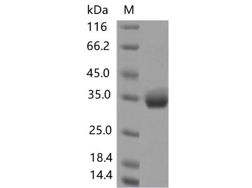 > 90 % as determined by reducing SDS-PAGE.