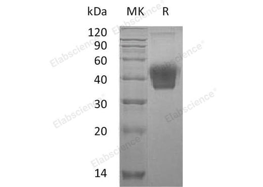 > 95 % as determined by reducing SDS-PAGE.