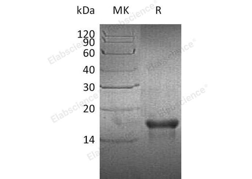 > 90 % as determined by reducing SDS-PAGE.