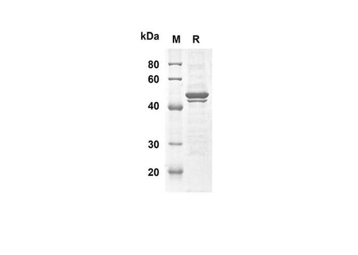 SDS-PAGE analysis of Bovine DNTT proteins, 2 μg/lane of Recombinant Bovine DNTT proteins was resolved with an SDS-PAGE under reducing conditions, showing bands at 41.9 kDa.