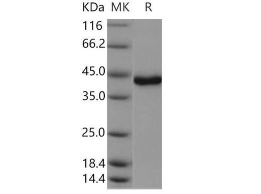 > 95 % as determined by reducing SDS-PAGE.