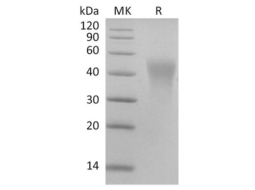 > 95 % as determined by reducing SDS-PAGE.