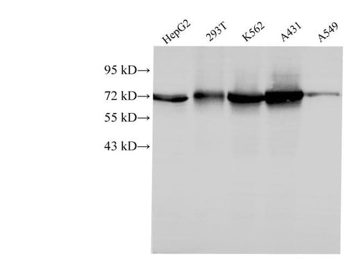 Western Blot analysis of HepG2, 293T, k562, A431 and A549 cells using HSPA1A Polyclonal Antibody at dilution of 1:1000