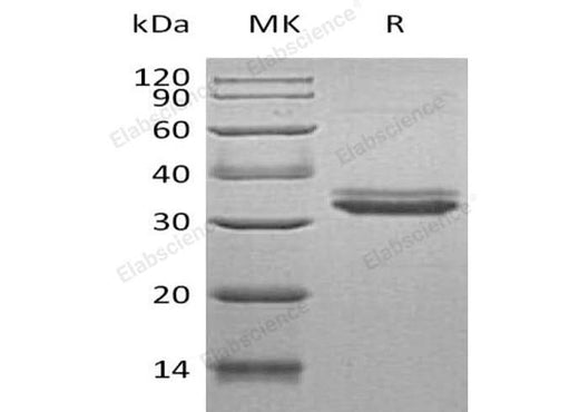 > 95 % as determined by reducing SDS-PAGE.