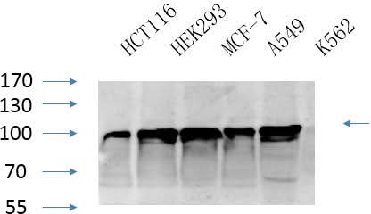 Western Blot analysis of various cells using CANX Polyclonal Antibody at dilution of 1:1000.