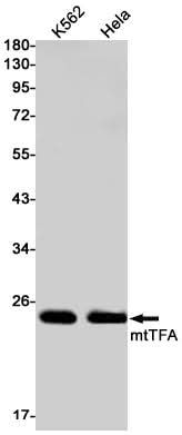 Western blot detection of mtTFA in K562,Hela cell lysates using mtTFA Rabbit mAb(1:1000 diluted).Predicted band size:29kDa.Observed band size:24kDa.