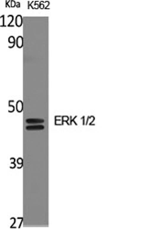 Western Blot analysis of K562 cells using ERK 1/2 Polyclonal Antibody at dilution of 1:2000.