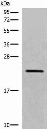 Anti-Human/Mouse CREG1 Antibody