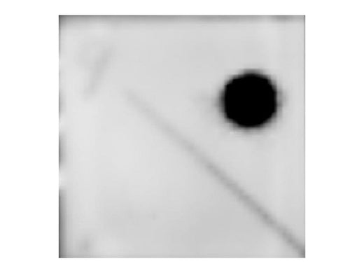 Dot blot of 100 ng of genomic DNA from Dam + and Dam - E.coli strains have been spotted and probed with anti-m6A polyclonal Antibody at dilution 1 : 500. UP: Dam +, Down: Dam -