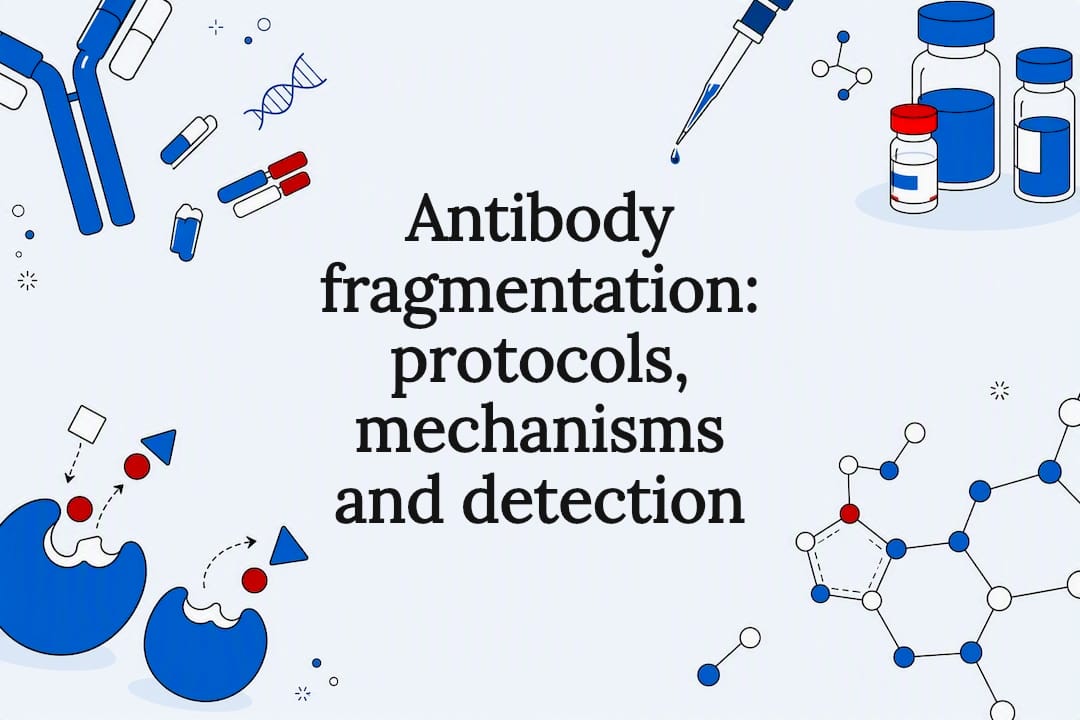 Decorative title card illustration for antibody fragmentation article
