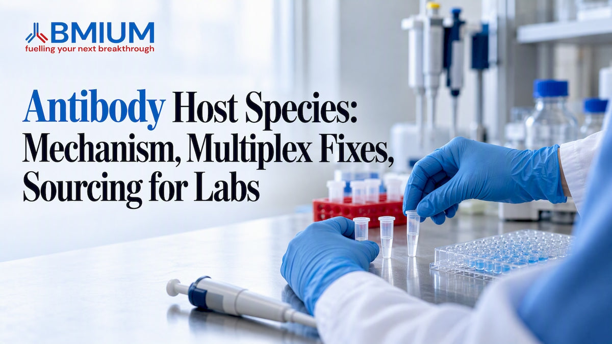 Researcher comparing antibody host species samples
