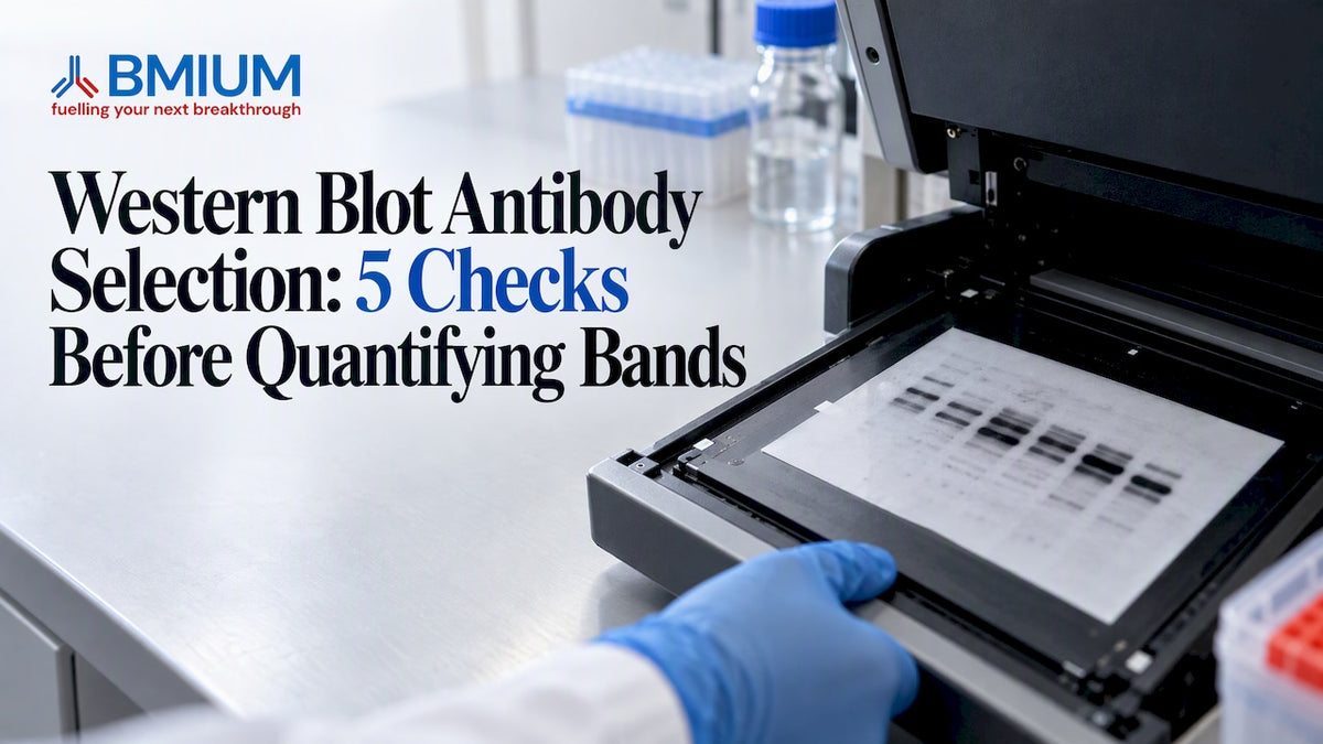 Western blot membrane with visible protein bands