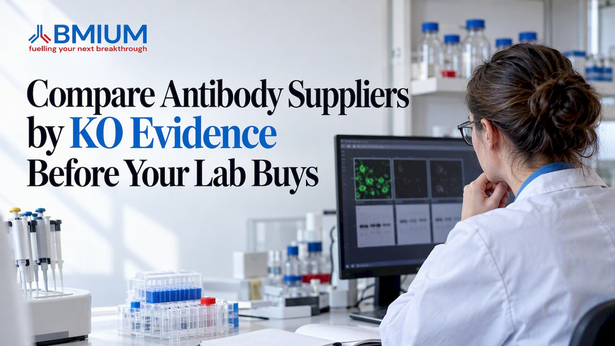 Researcher comparing antibody knockout validation evidence