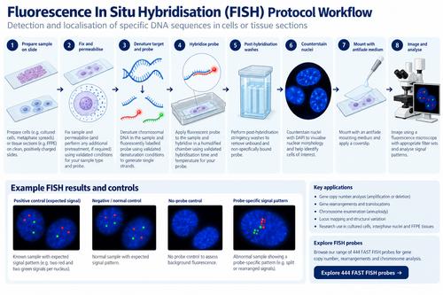 Fluorescence in situ hybridisation FISH protocol workflow