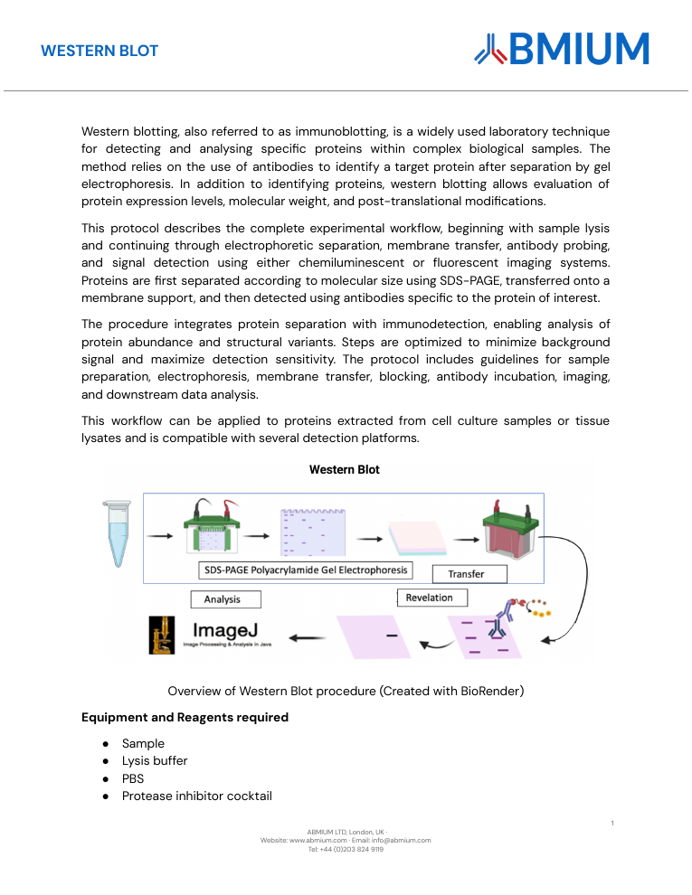 Western blot protocol cover