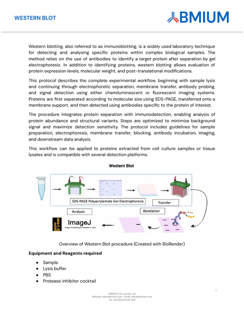 Western blot protocol cover
