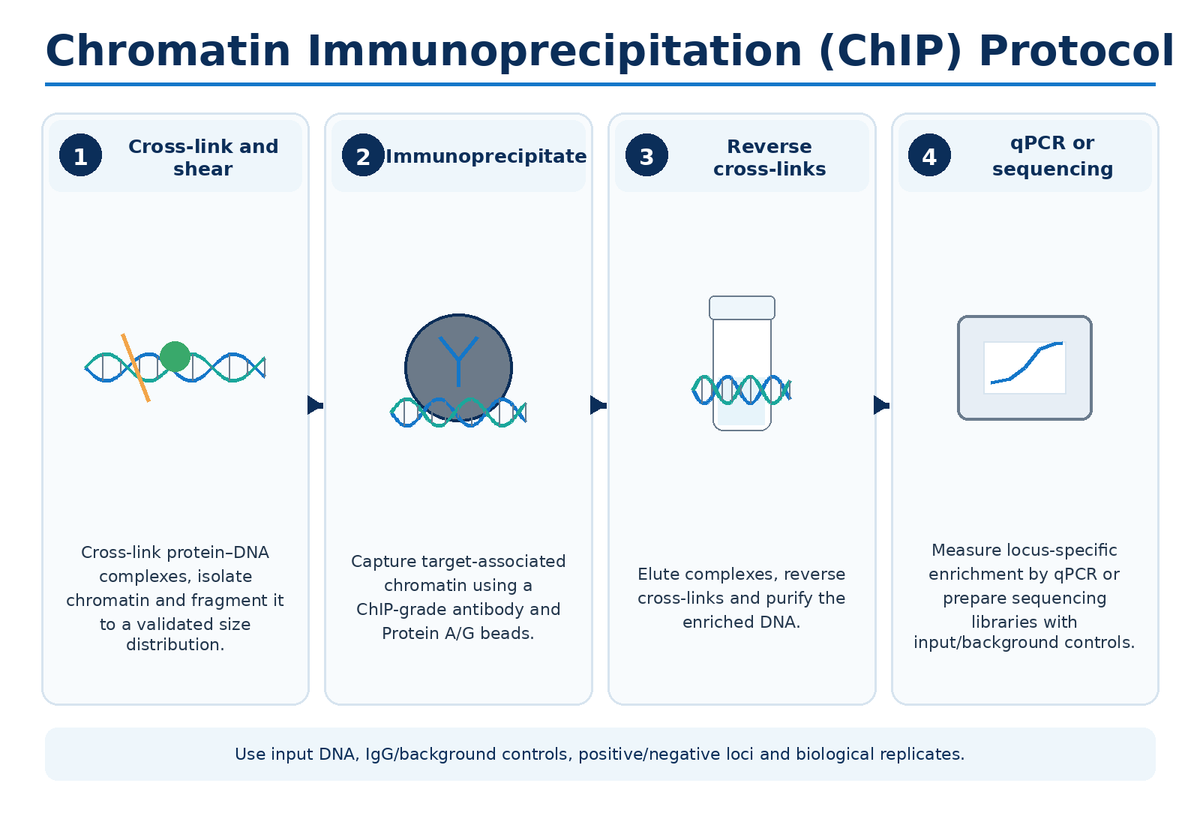 Chromatin immunoprecipitation ChIP protocol workflow