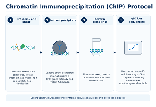 Chromatin immunoprecipitation ChIP protocol workflow