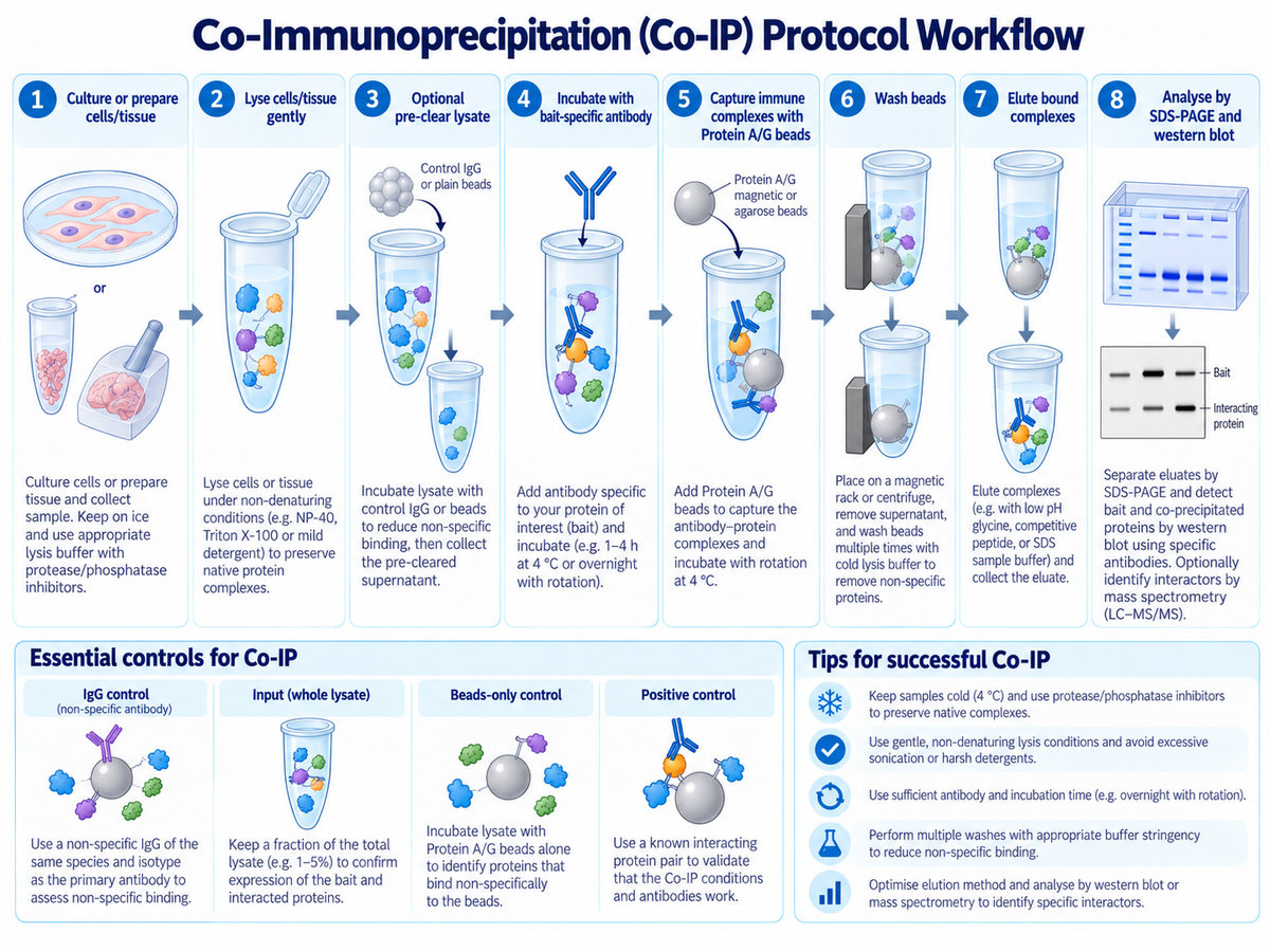 Co-immunoprecipitation Co-IP protocol workflow