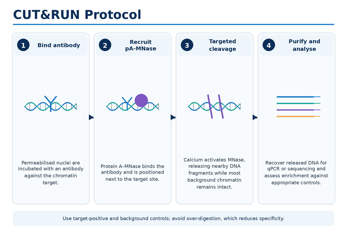 CUT&RUN chromatin profiling protocol workflow