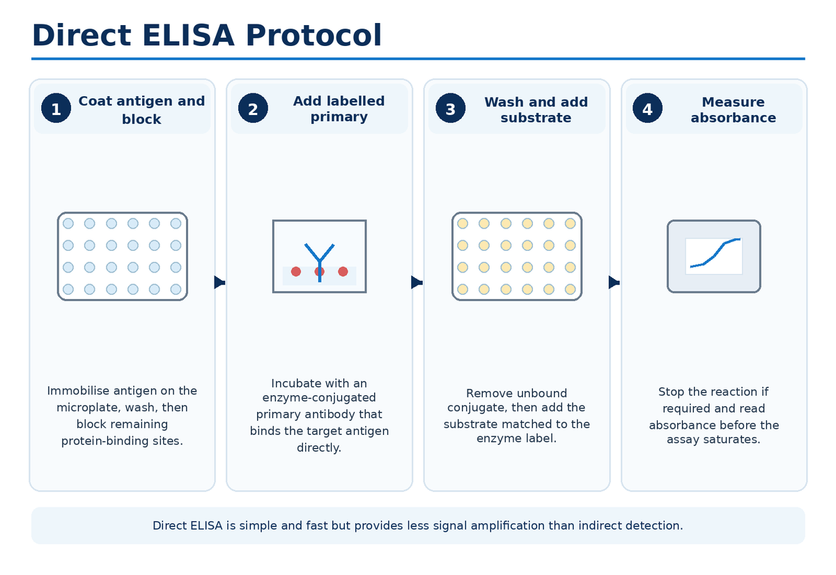 Direct ELISA protocol workflow