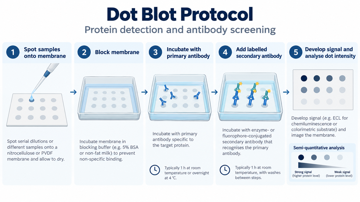 Dot blot protein detection protocol workflow