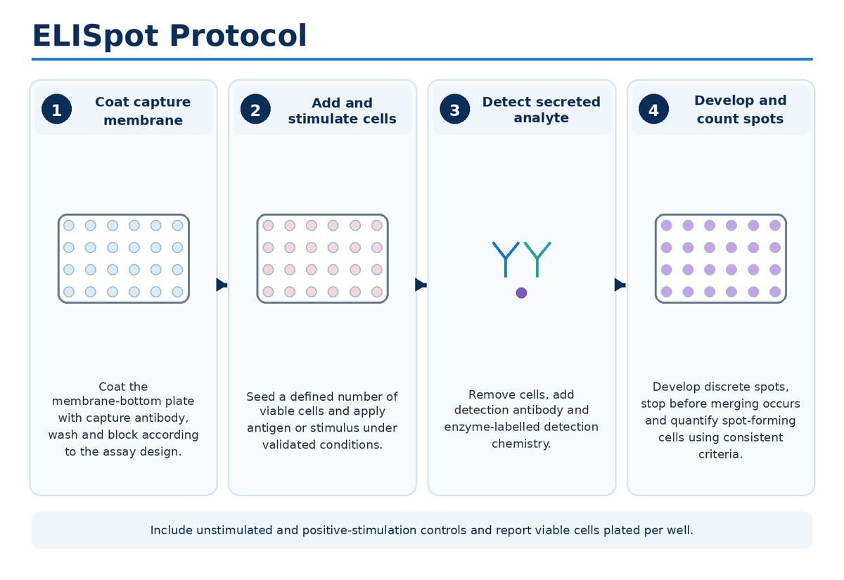 ELISpot assay protocol workflow