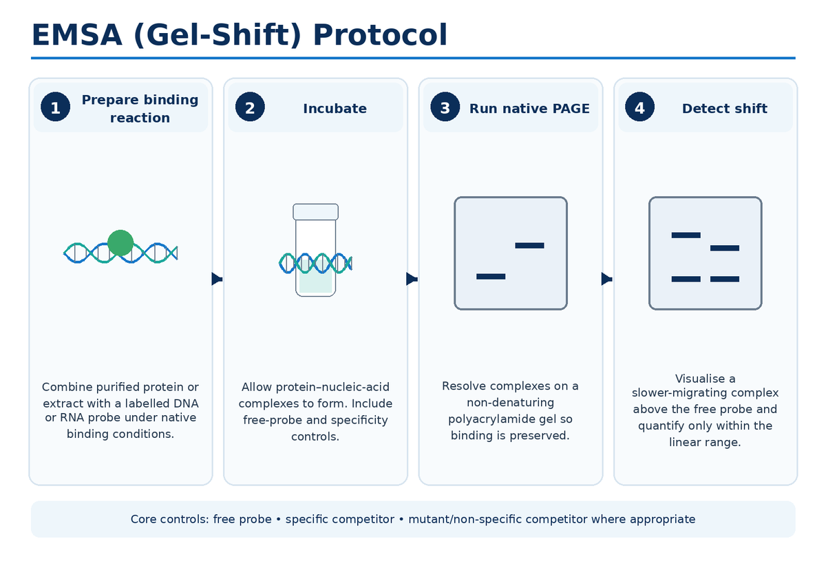 EMSA gel-shift assay protocol workflow
