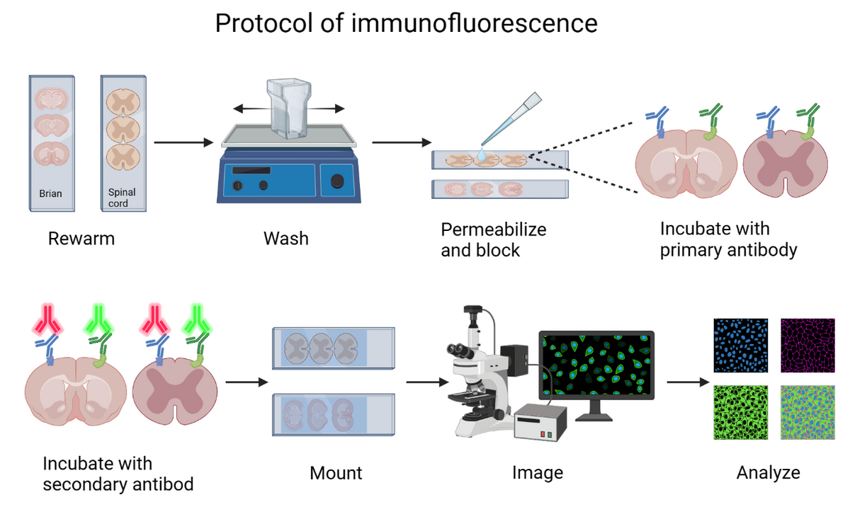 Immunofluorescence protocol figure