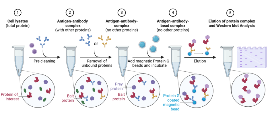 Principle of Immunoprecipitation