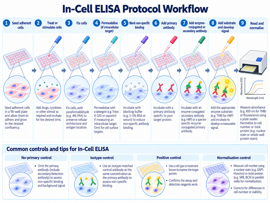 In-cell ELISA protocol workflow