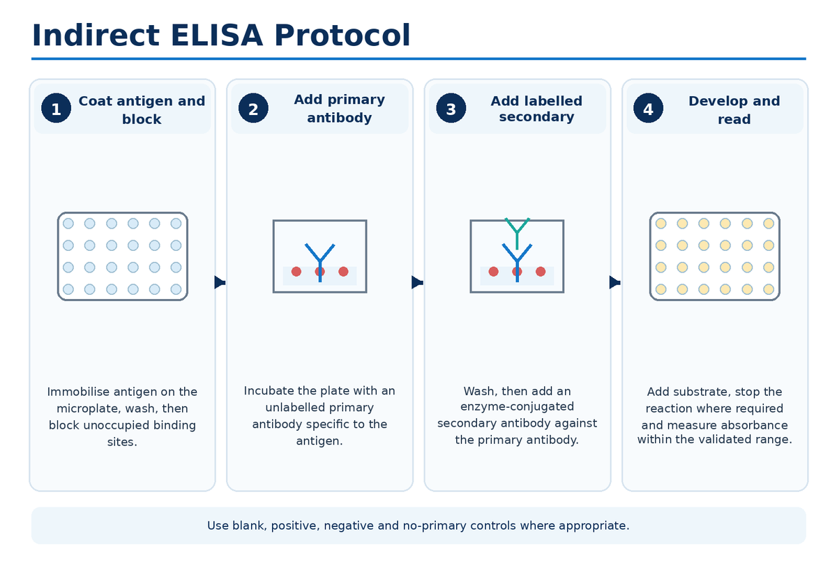 Indirect ELISA protocol workflow