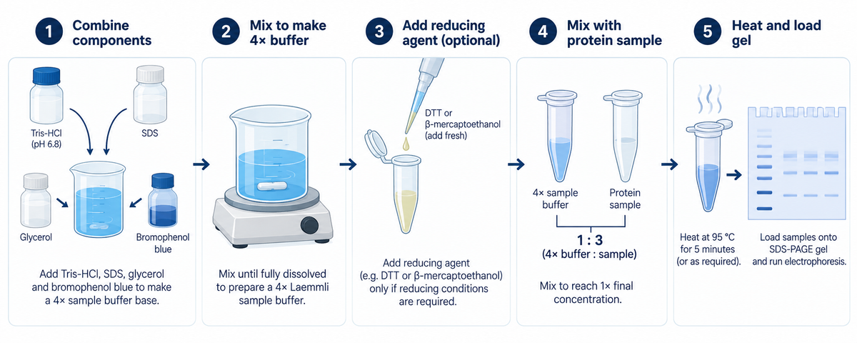 Laemmli sample buffer preparation and SDS-PAGE workflow