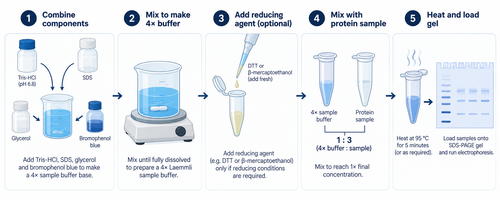Laemmli sample buffer preparation and SDS-PAGE workflow
