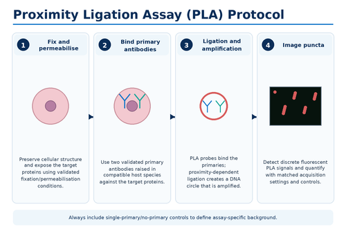 Proximity ligation assay PLA protocol workflow