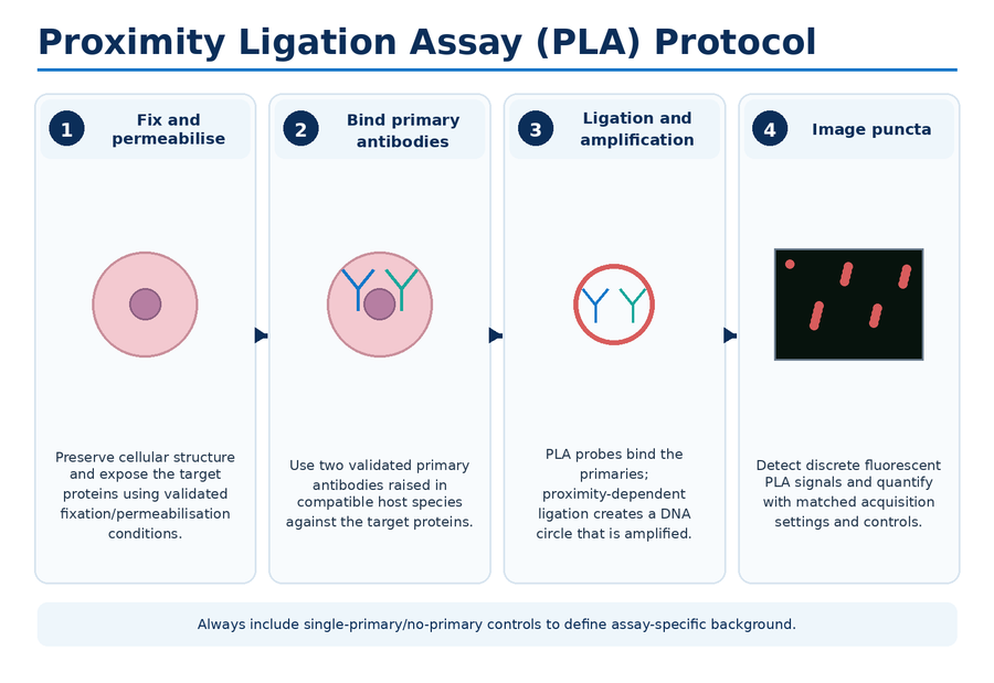 Proximity ligation assay PLA protocol workflow