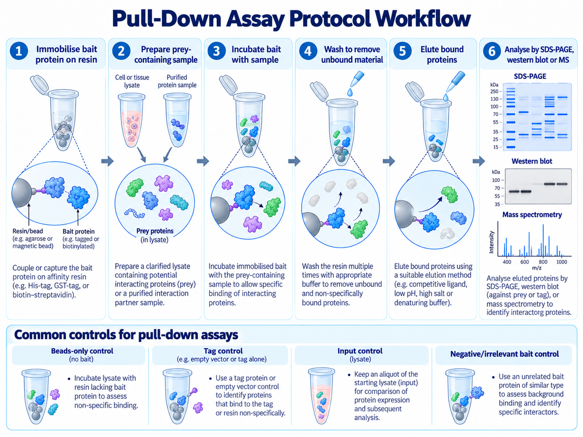 Pull-down assay protocol workflow