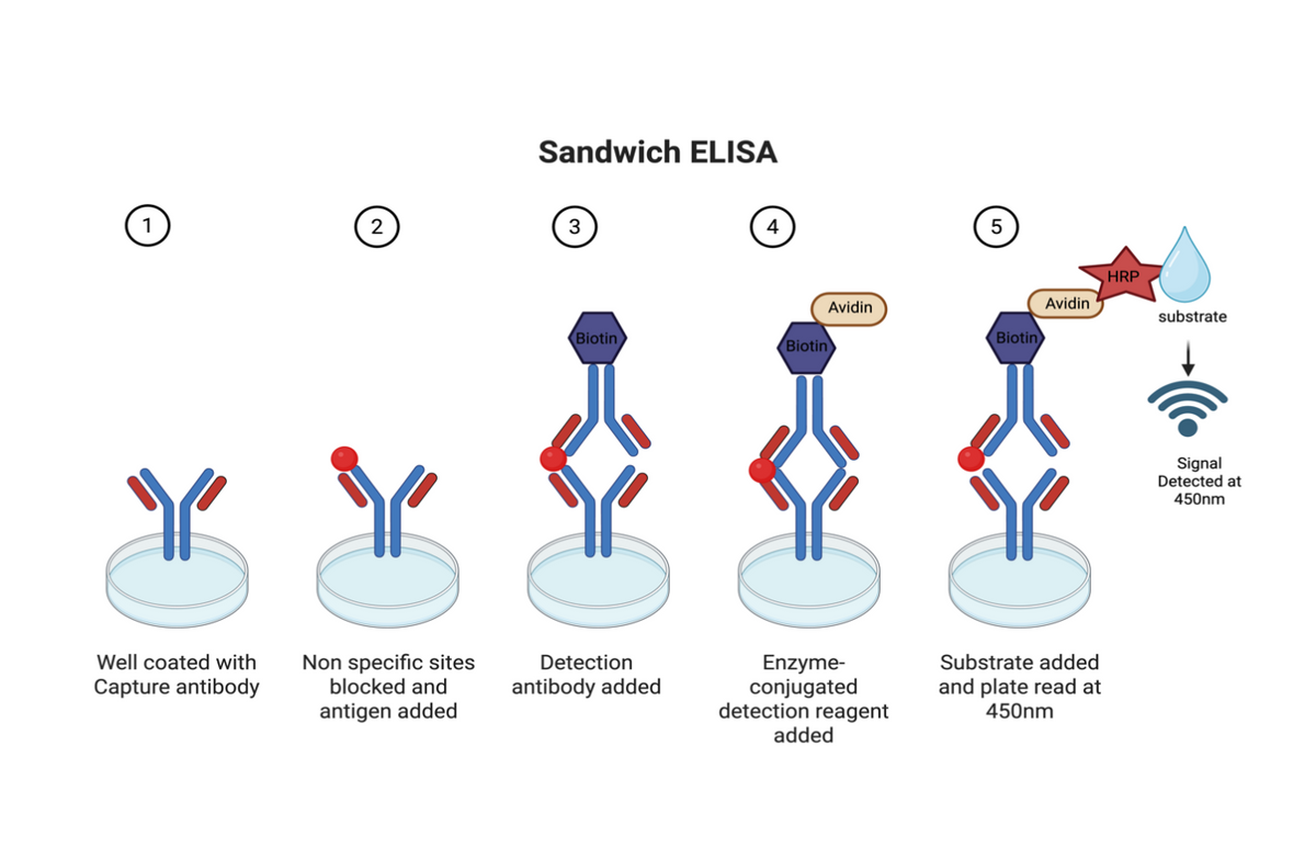 Overview of Sandwich ELISA procedure