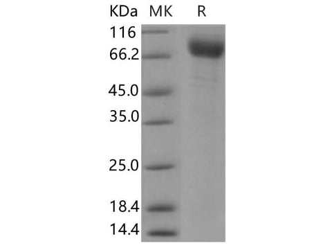 > 92 % as determined by reducing SDS-PAGE.
