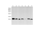 Anti-Human/Mouse/Rat MIF Antibody - ABMIUM
