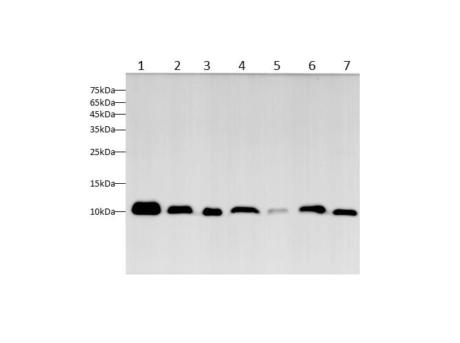 Anti-Human/Mouse/Rat MIF Antibody - ABMIUM