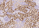 Anti-Human Vsir Antibody [A1081] - ABMIUM