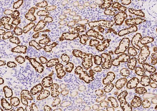 Anti-Human Vsir Antibody [A1081] - ABMIUM