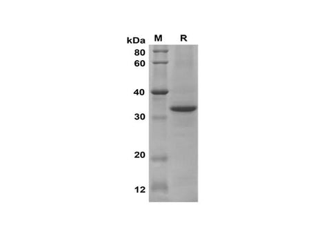 SDS-PAGE analysis of Mouse BMP-9 proteins, 2 μg/lane of Recombinant Mouse BMP-9 proteins was resolved with SDS-PAGE under reducing conditions, showing bands at 34 kDa.