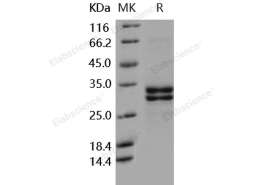 > 93 % as determined by reducing SDS-PAGE.