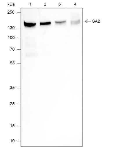 Anti-Human/Rat/Mouse SA2 Antibody [A634]