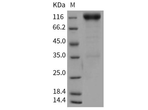 > 90 % as determined by reducing SDS-PAGE.