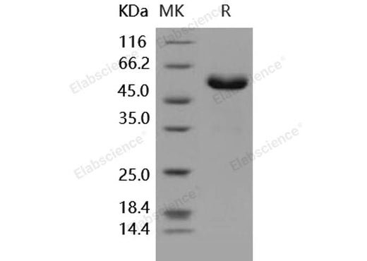 > 90 % as determined by reducing SDS-PAGE.